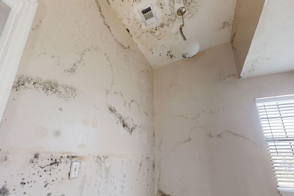 Restoration Project Restoration Project